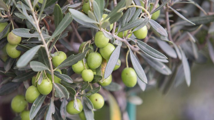 Agro Oliv