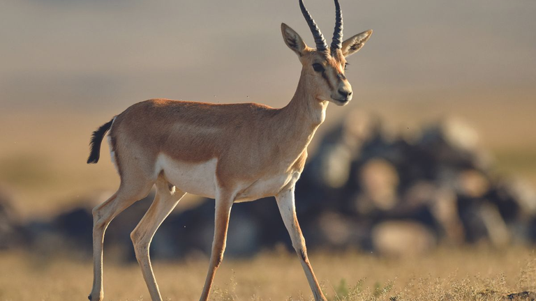 Azerbaijan handed over gazelles to Georgia - restoration of gazelles