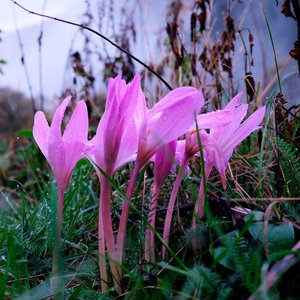
										pink-flowers-colchicum-autumnale-commonly-known-autumn-crocus-meadow-saffron-or-naked-ladies.jpg