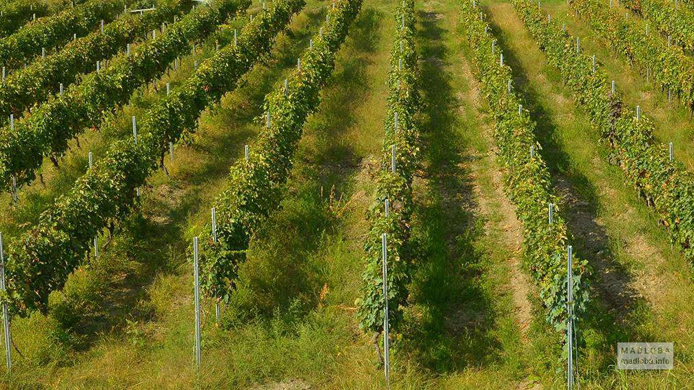 Виноград для вина "Georgian Beveridge Holding"