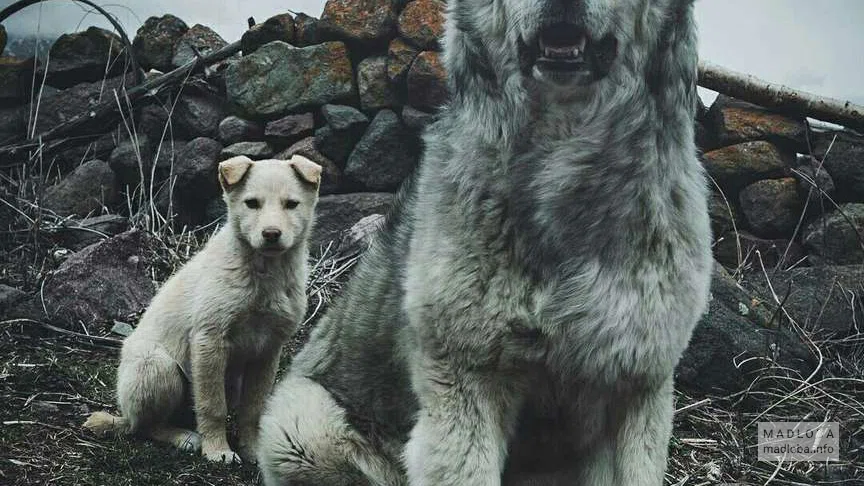 Собачий питомник "Kazbegian Shepherd Dogs" в Степанцминде