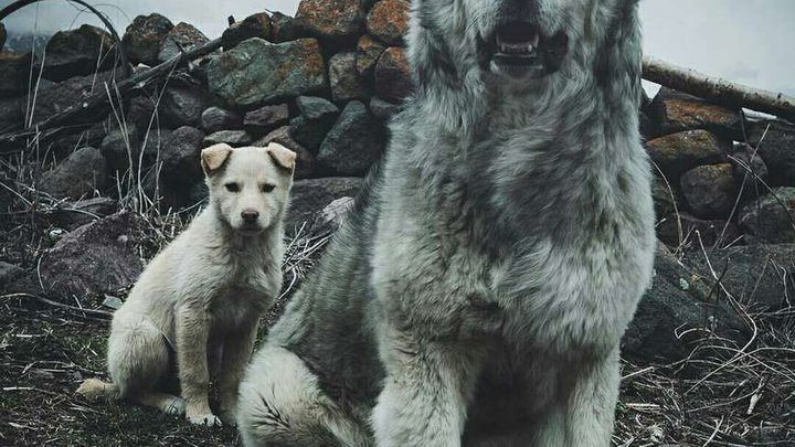 Kazbegian Shepherd Dogs