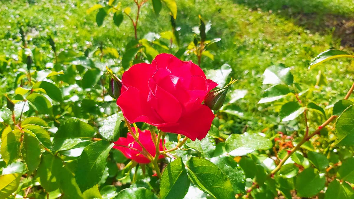 Красные розы в парке 6 Мая