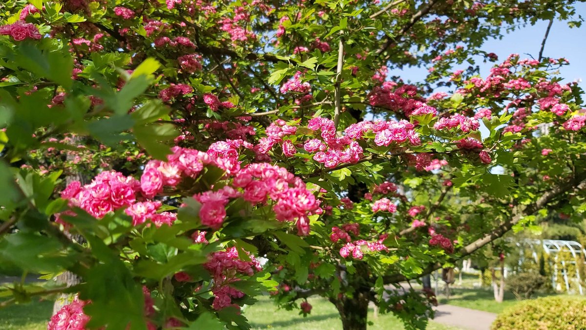6-may-park-batumi-03