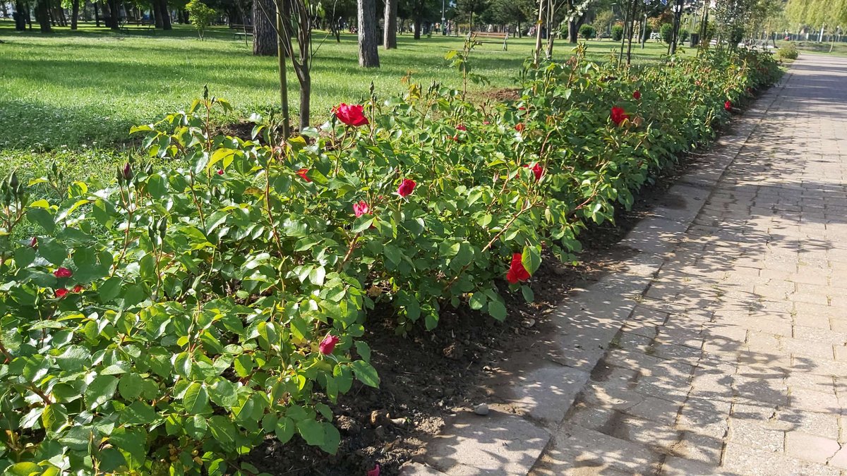 6-may-park-batumi-04