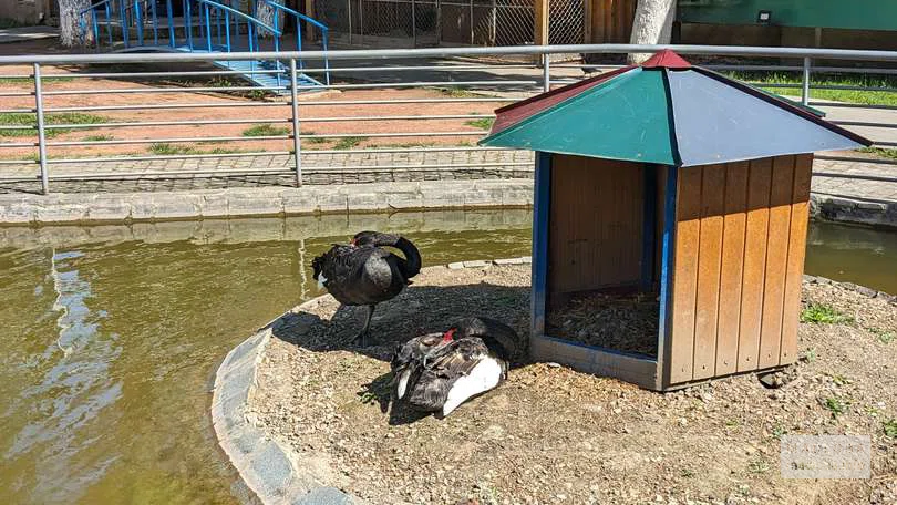 Домик для водоплавающих птиц в Центральном парке в Чиатуре