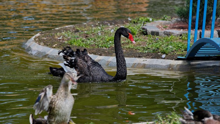 Chiatura Central Park