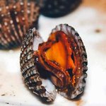Снижение импорта моллюсков в Грузии: данные за 9 месяцев
