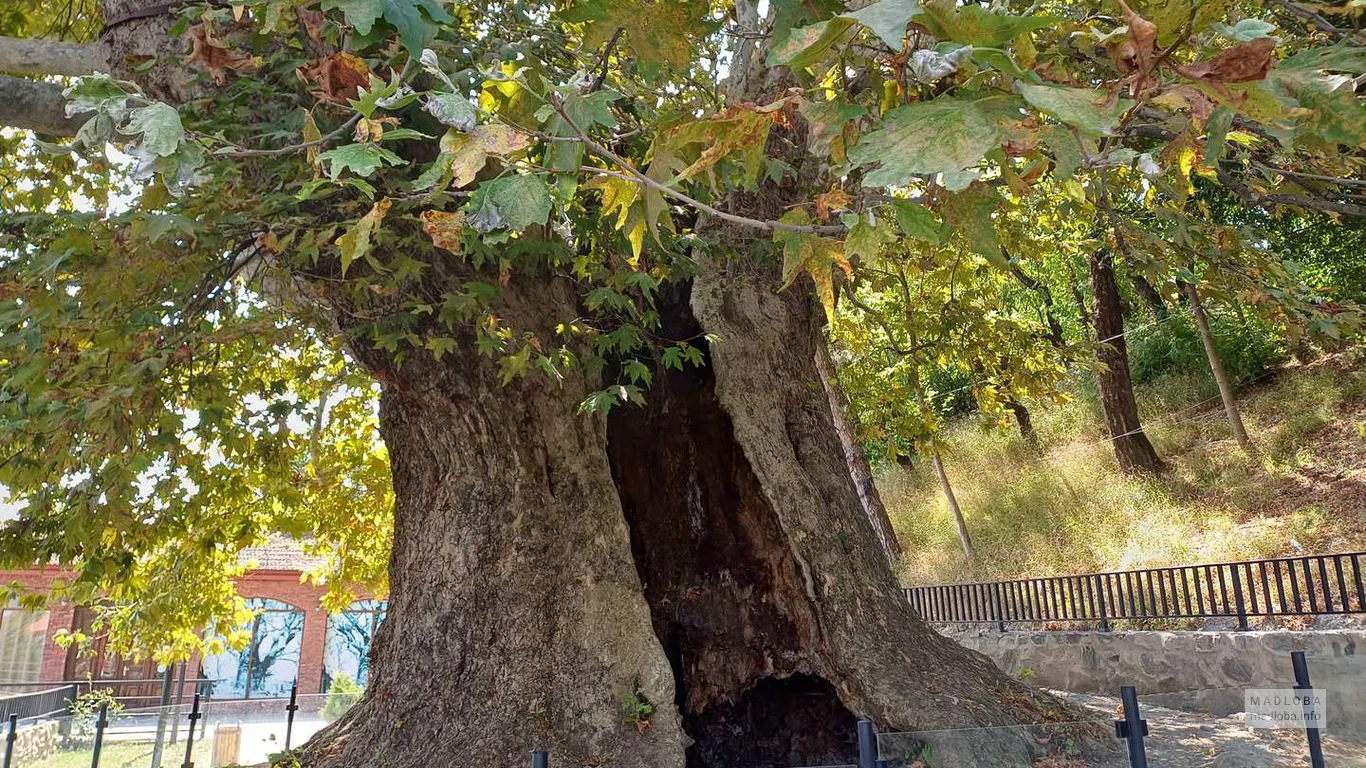 900-летний платан (Дерево любви) в Телави