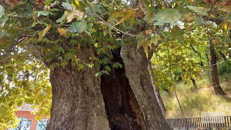 900-летний платан (Дерево любви) в Телави