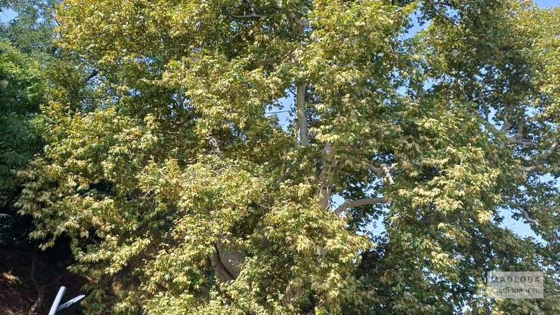 900-летний платан (Дерево любви) в Телави