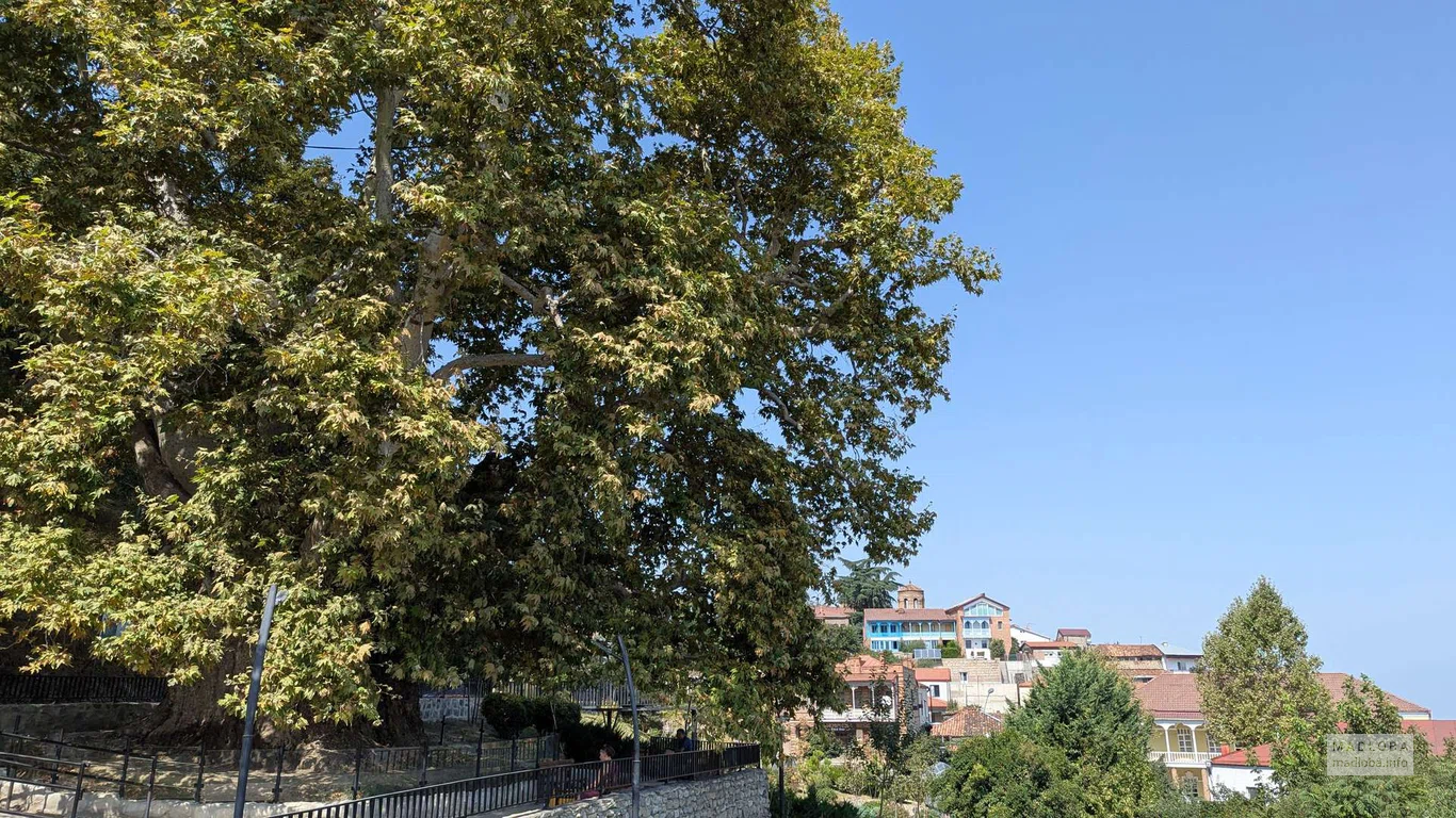 900-летний платан (Дерево любви)