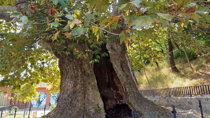900-year-old plane tree (Tree of Love)