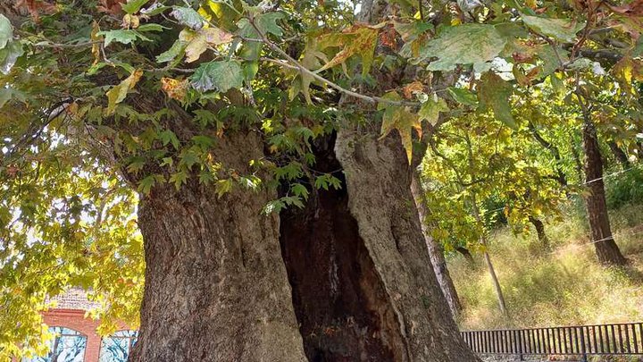 900-year-old plane tree (Tree of Love)