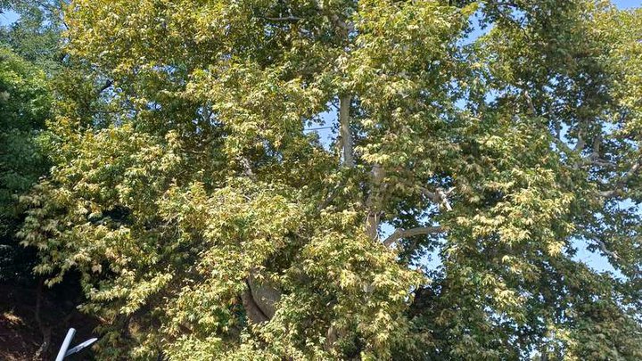 900-year-old plane tree (Tree of Love)