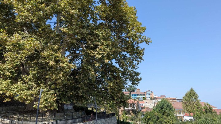 900-year-old plane tree (Tree of Love)