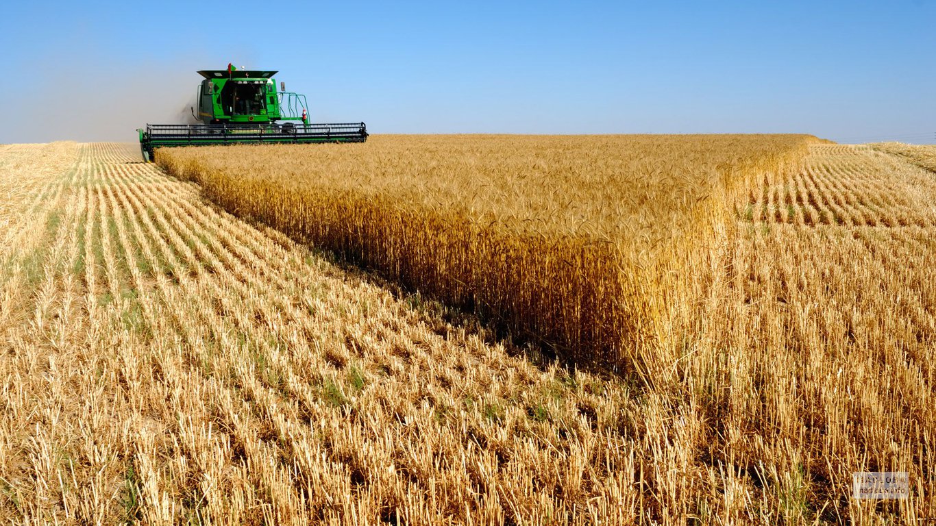 Комбайн на пшеничном поле