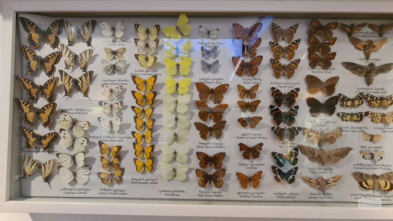 Коллекция бабочек в визиторском центре