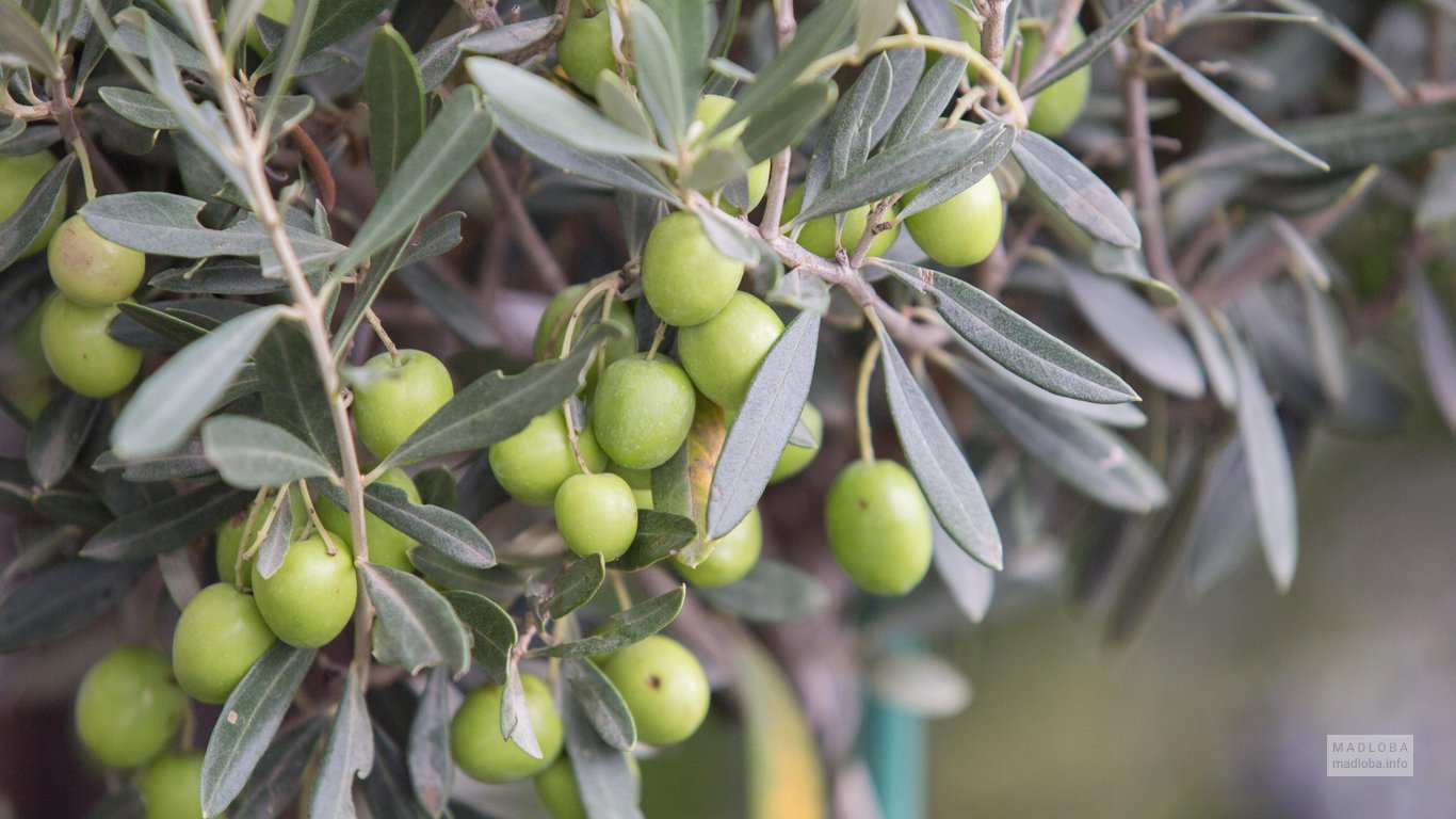 Выращивание оливок в Грузии
