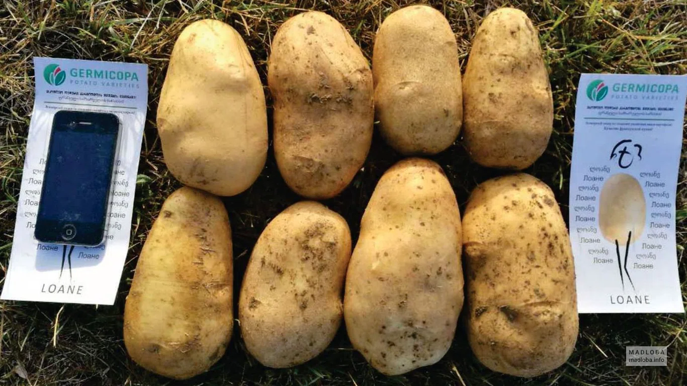 Картофель в Агроарт