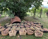 Винный погреб "Акидо"