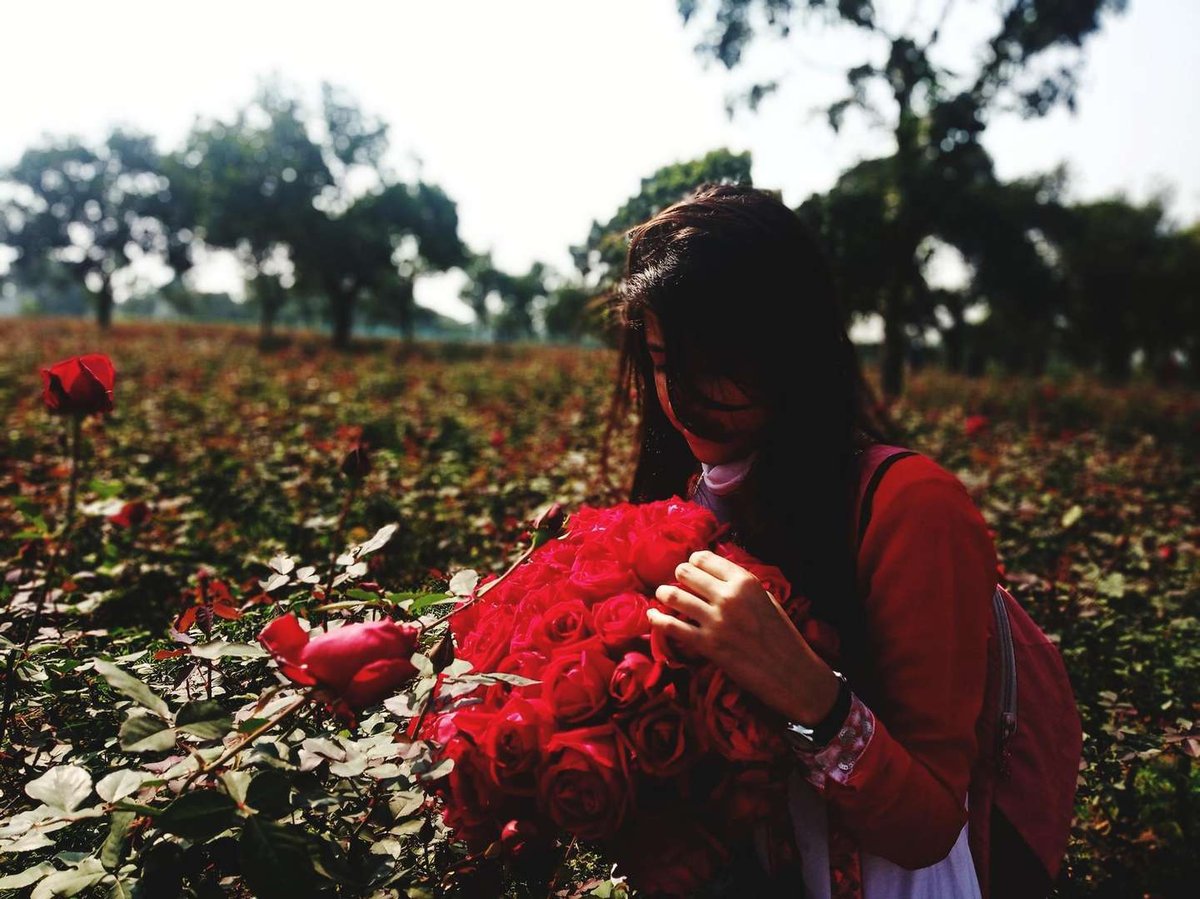 Alazani roses