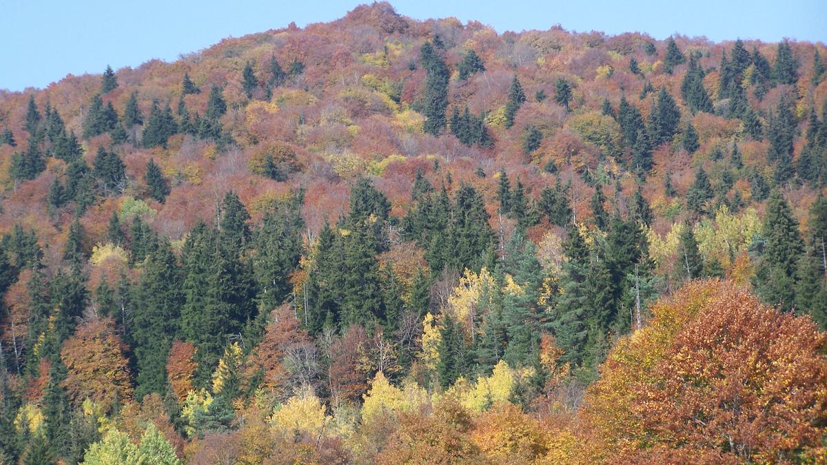 Осенний вид на лес в Алгети