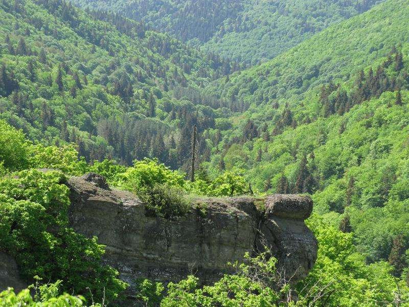 Forest in Algeti National Park