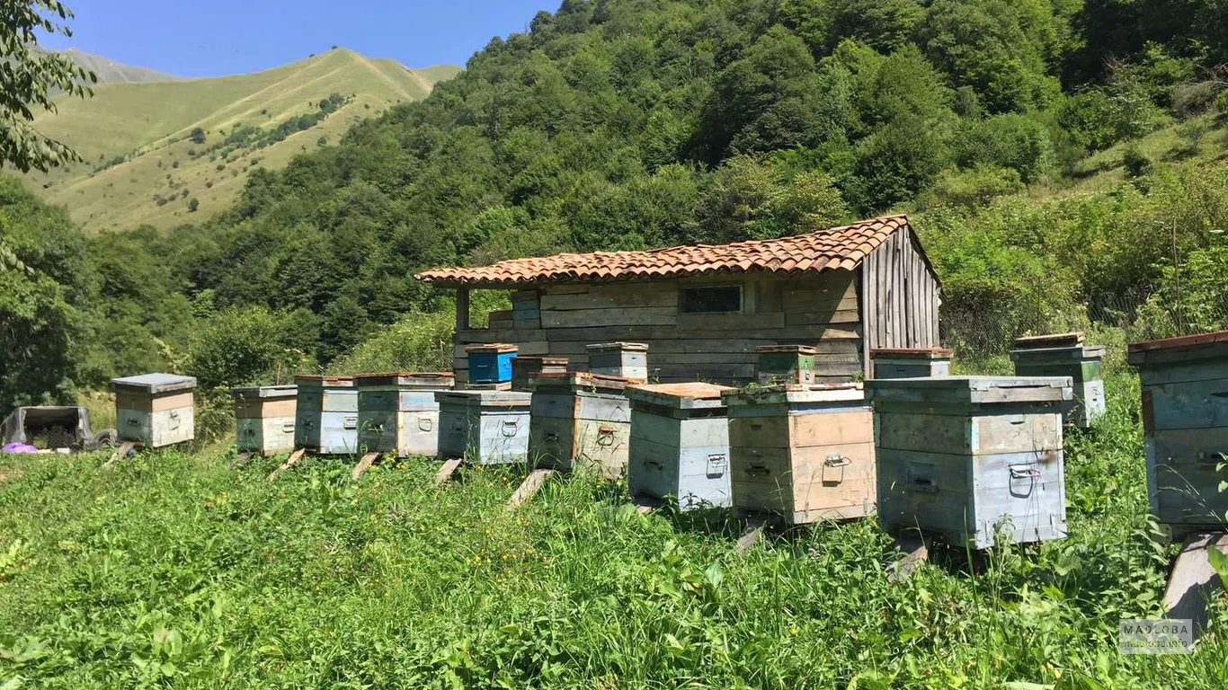 пасека Alpine Honey