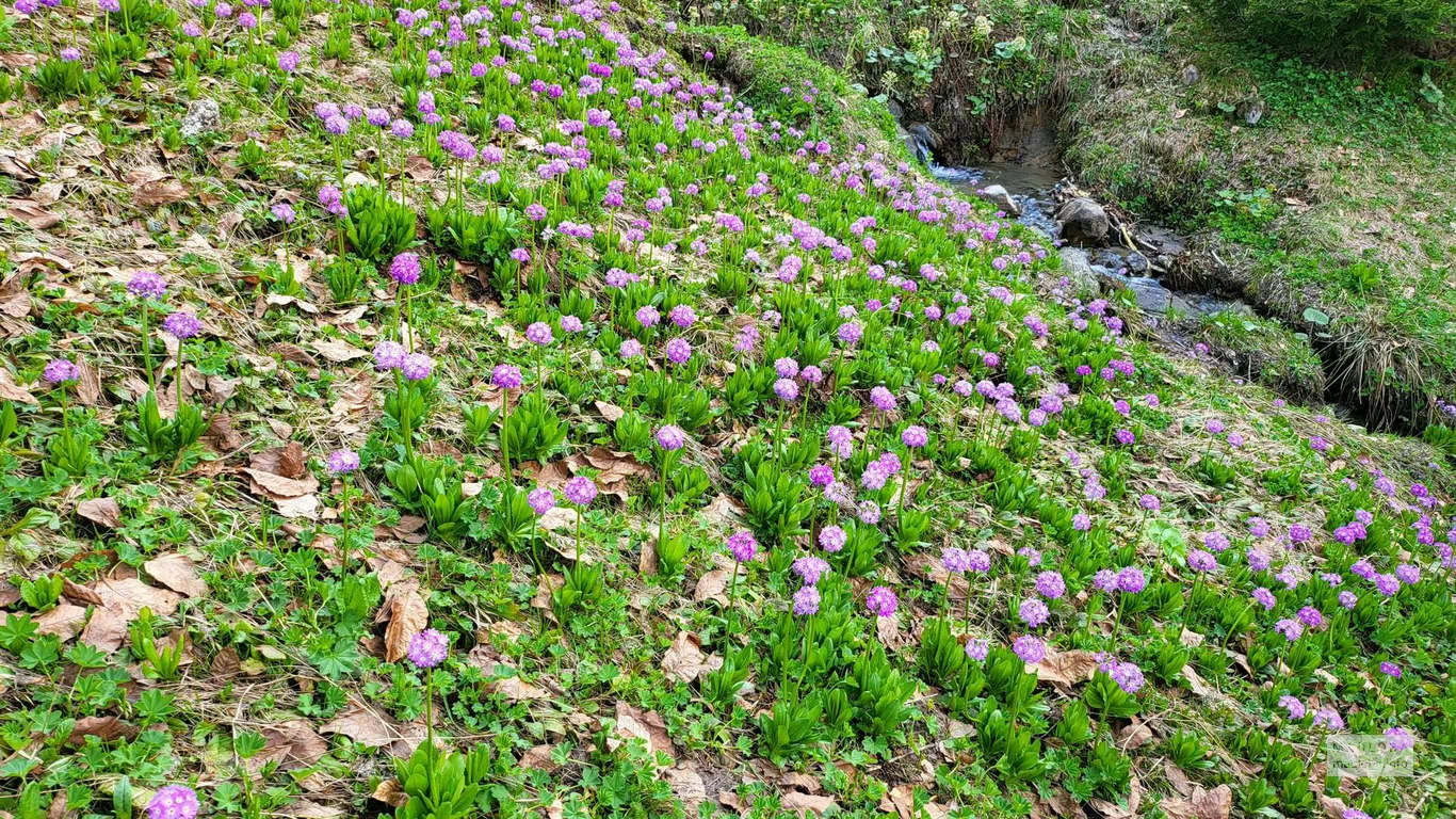 Цветы растут на склоне холма в Альпийском саду Годердзи