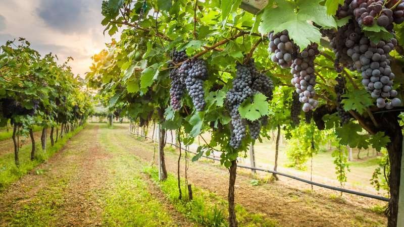Growing grapes