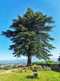 Bagratis Giant Tree