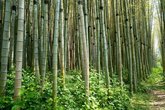 Бамбуковая роща