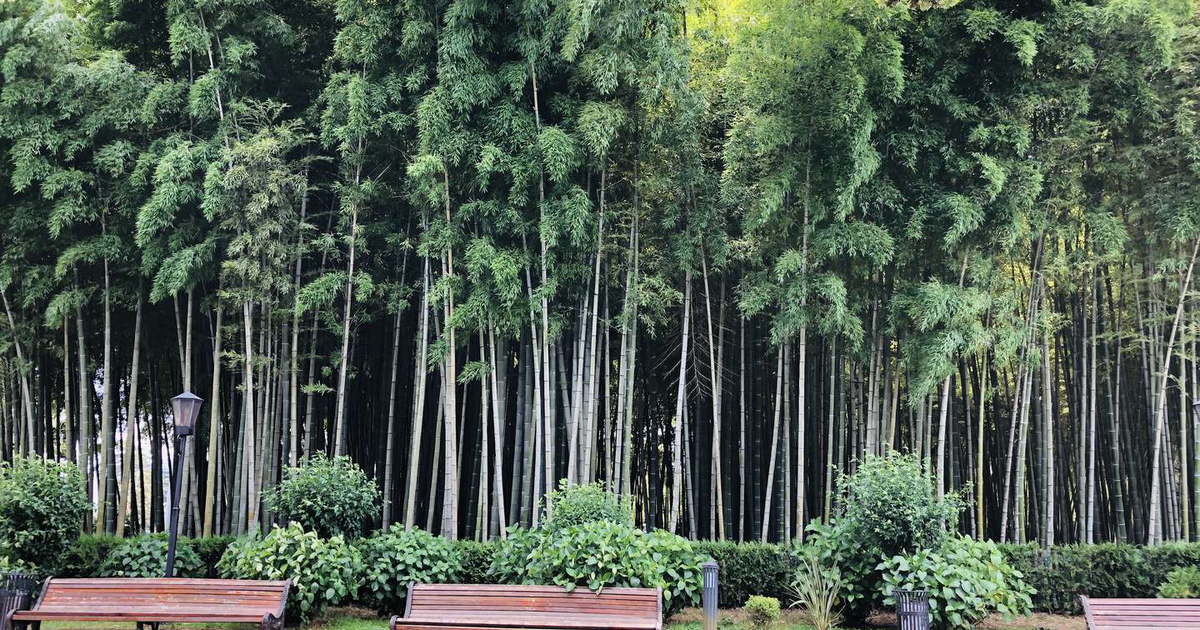 Bamboo grove on Batumi Boulevard photos and reviews of tourists, where