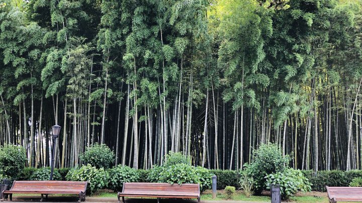 Bamboo Grove
