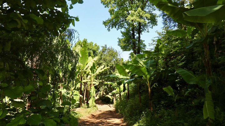 Banana Grove