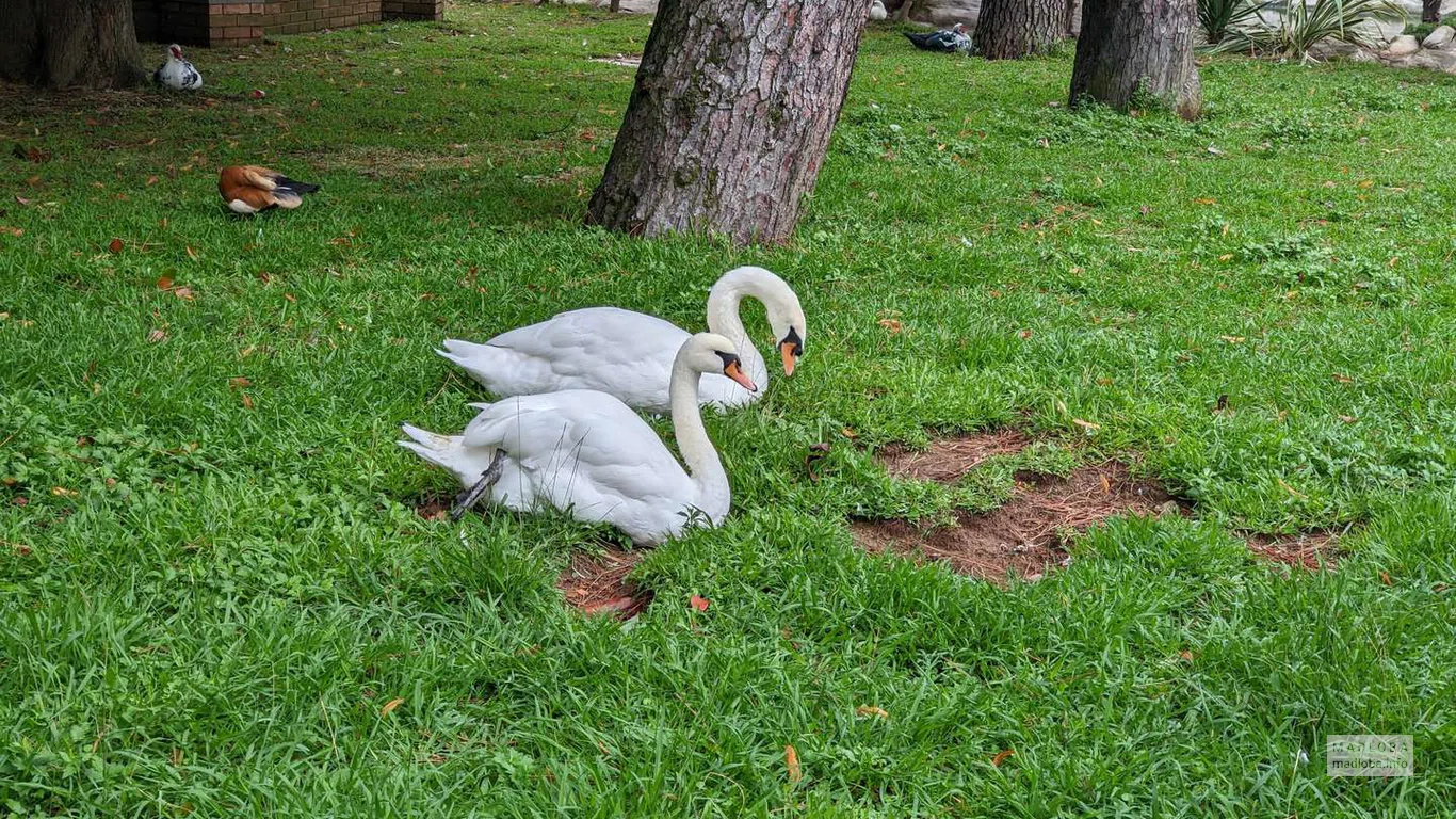 Лебеди в Батумском птичнике