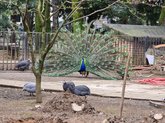 Батумский птичник (павлины, лебеди, цесарки, утки)