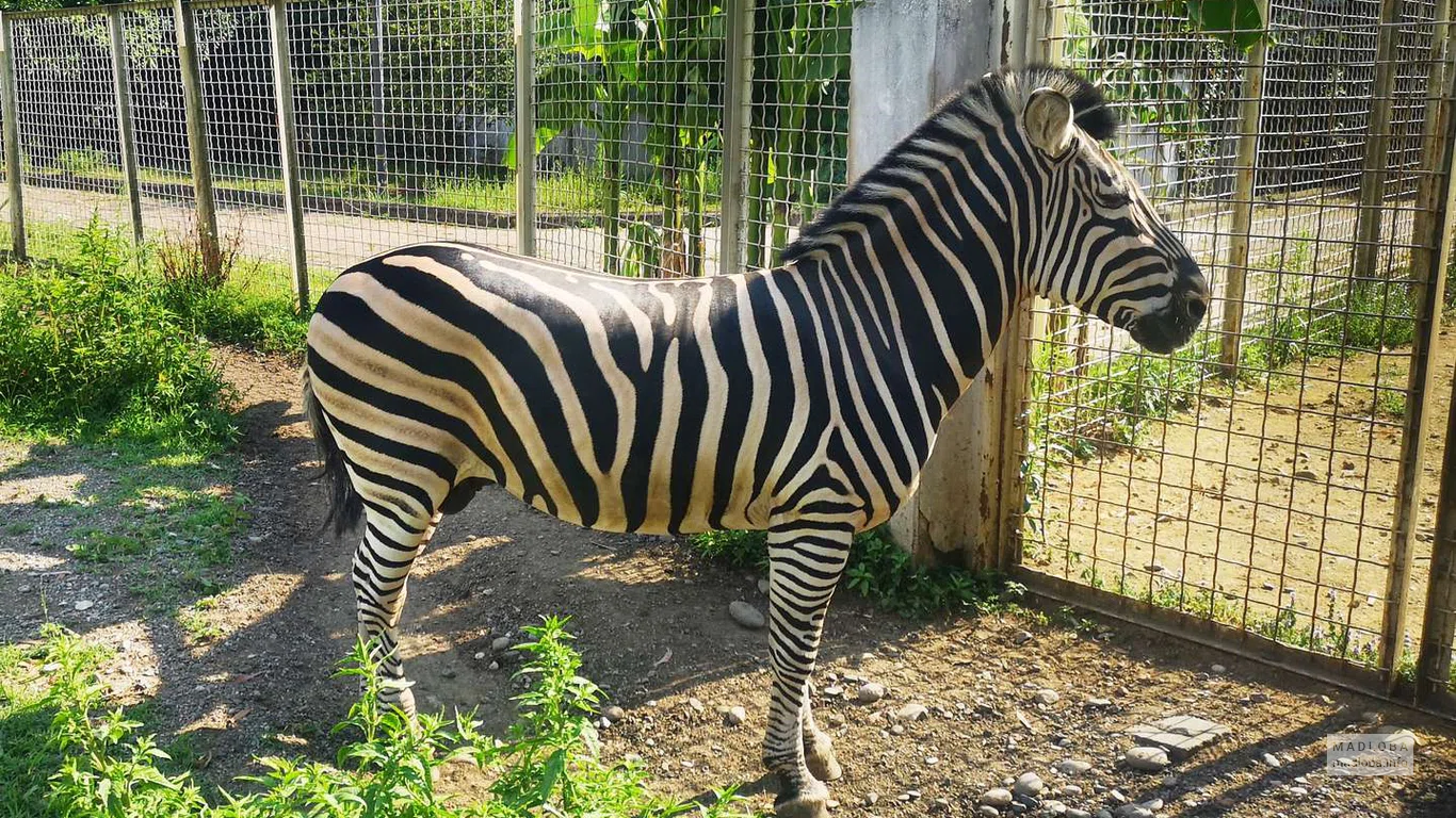 Зебра в зоопарке