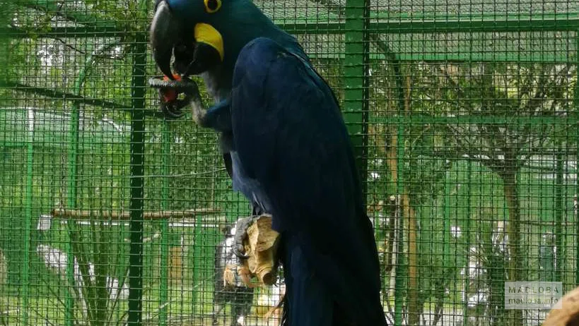 Попугай в Батумском зоопарке