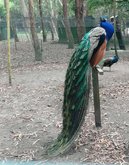 Батумский зоопарк