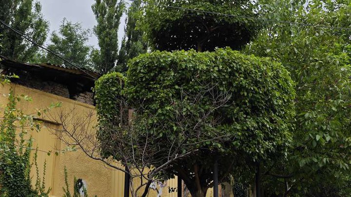 საქეიფო თუთის ხეზე