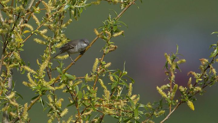 Birding Caucasus