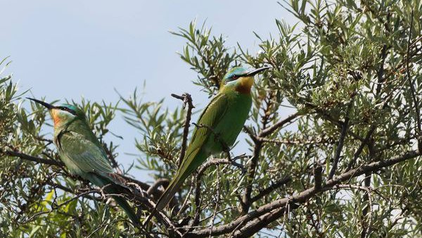 Birding Caucasus