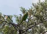Birding Caucasus