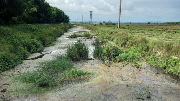 Swamps of Spain