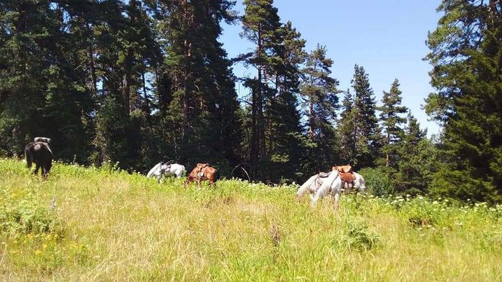 Horseback riding tours in Borjomi