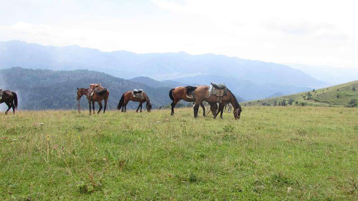 Horseback riding tours in Borjomi