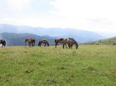 Horseback riding tours in Borjomi