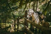 Horseback riding tours in Borjomi